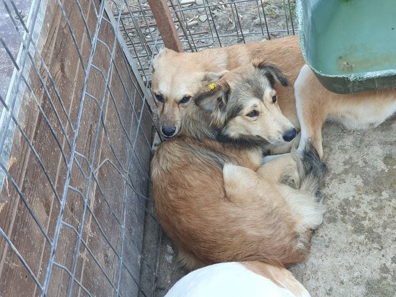 ♥CORA♥ elegante, ruhige, feinsinnige Hündin, die in sich ruht 45 cm