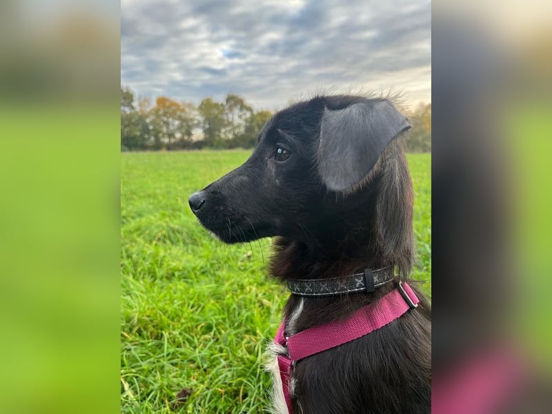 ♥CHICO♥ auf Pflegestelle in Köln - zuckersüßer, verschmuster, sanfter Junior 49 cm