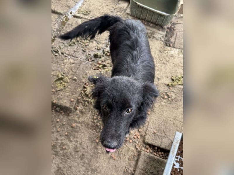 ♥LEA♥ neu auf Pflegestelle in Köln-süße, verschmuste Juniorin mit tiefschwarzem, langen Fell 49cm