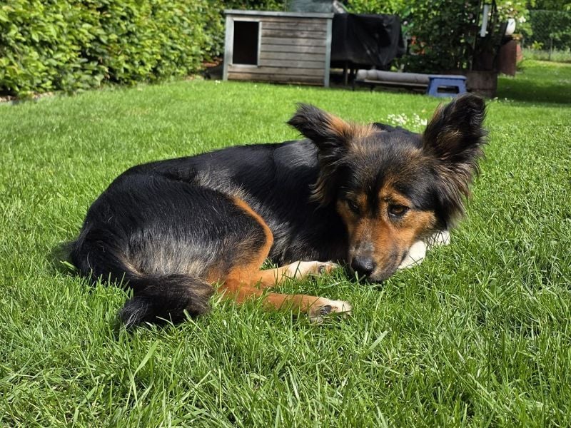 ♥SALOME♥ neu auf Pflegestelle bei Leverkusen - bildhübsche, verschmuste, kluge Hundemama 49cm