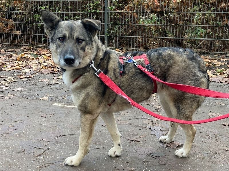 ♥LONKA♥ auf Pflegestelle in Köln - wunderschöne, verschmuste Hündin 42 cm