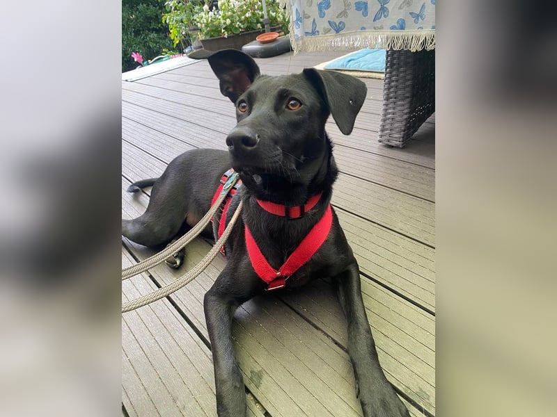 ♥SHADOW♥ auf Pflegestelle bei Duisburg - süßer, verschmuster und verspielter Junior 49cm