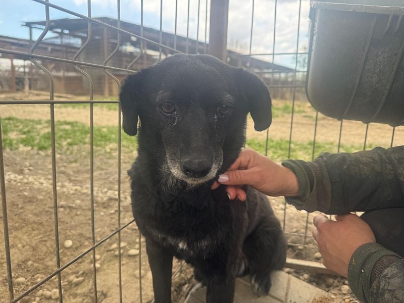 ♥TRUDI♥ süße, ruhige, zurückhaltende Hündin,die nicht auffallen will,um keine Probleme zu haben 47cm