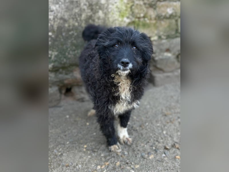 ⭐️GIRLIE⭐️, wundervolle Junghündin, 1 Jahr, 48 cm, Mischling, Tierschutz Rumänien