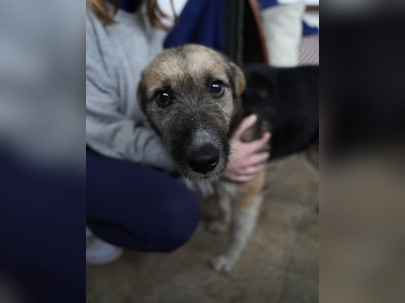 ⭐️OLIVIA⭐️, entspannte Hündin, 2 Jahre, 50 cm, Mischling, Tierschutz Rumänien
