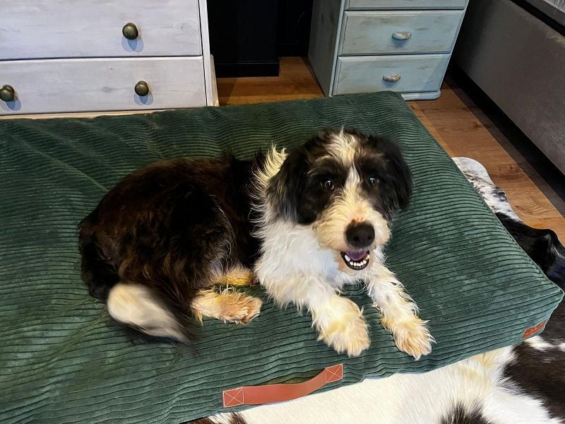 ♥OLE♥ neu auf Pflegestelle bei Köln - süßer, unkomplizierter, lieber Rüde mit tollem Charakter 45cm