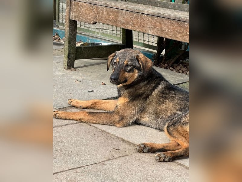 ♥FEE♥ auf Pflegestelle bei Köln - hübsche, ruhige, eher zurückhaltende, unkomplizierte Juniorin 49cm