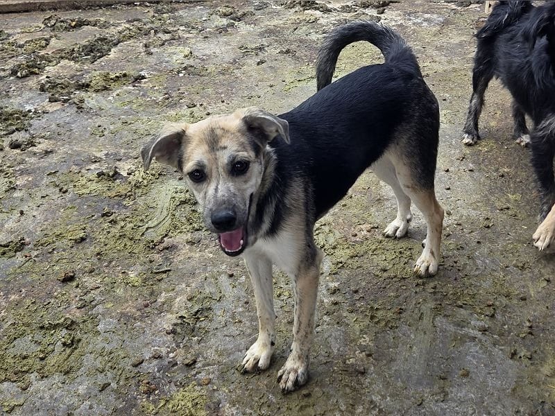 ♥ROXANA♥ wunderschöne, neugierige, liebevolle Juniorin 45 cm