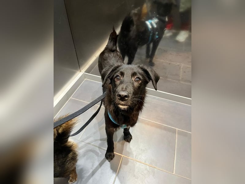 ♥CHICO♥ auf Pflegestelle in Köln - zuckersüßer, verschmuster, sanfter Junior 49 cm