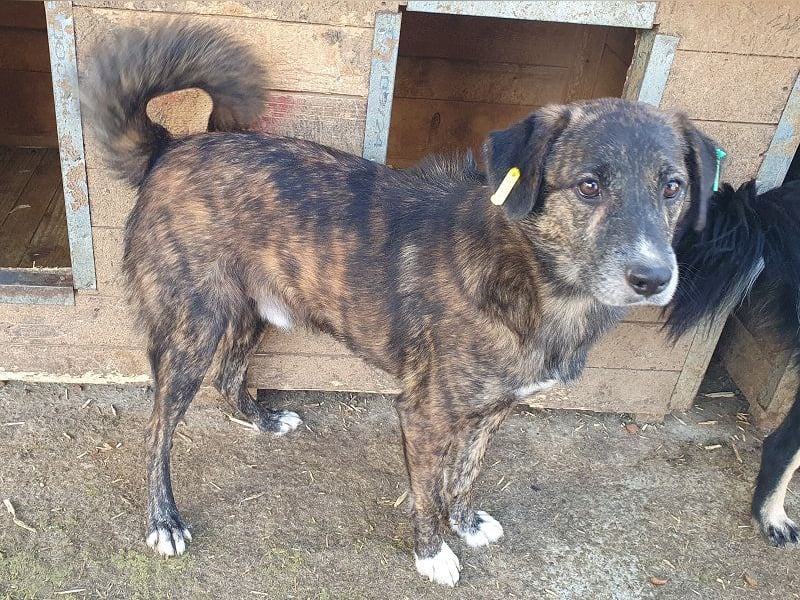 ♥RUSTY♥ unfassbar verschmuster und kuschelbedürftiger, wunderschöner, gestromter Rüde 49 cm