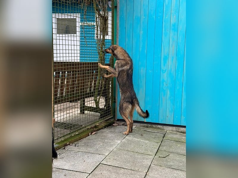 ♥FEE♥ auf Pflegestelle bei Köln - hübsche, ruhige, eher zurückhaltende, unkomplizierte Juniorin 49cm