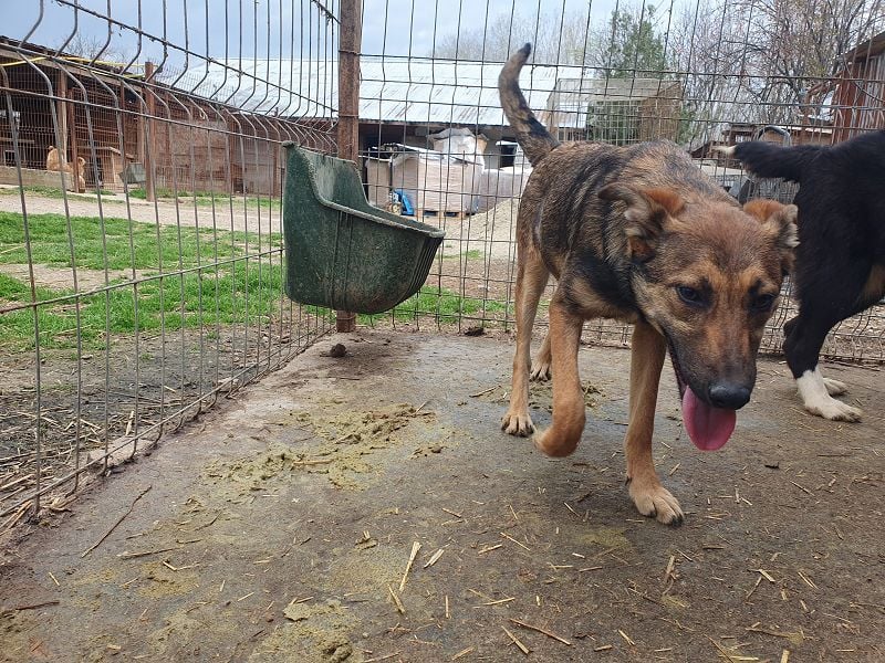 ♥DANA♥ sehr zutrauliche, aktive, schlanke Junghündin, die sich sehr nach Zuneigung sehnt 48 cm