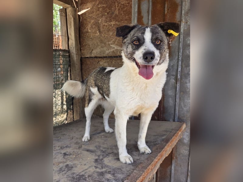 ♥SALLY♥ bildhübsche, ausgesprochene temperamentvolle und ganz menschenbezogene Hündin 46 cm