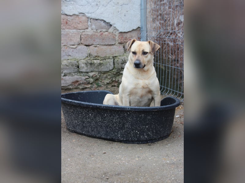 ⭐️MELINA⭐️ verschmuste Hündin, 4 Jahre, 48 cm, Mischling, Tierschutz Rumänien