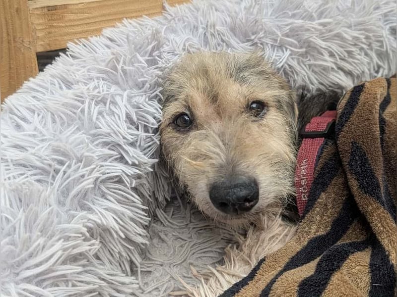 ♥COCO♥ auf Pflegestelle bei Köln - zuckersüße, ganz liebe kleinere Hündin - hat Epilepsie 43 cm