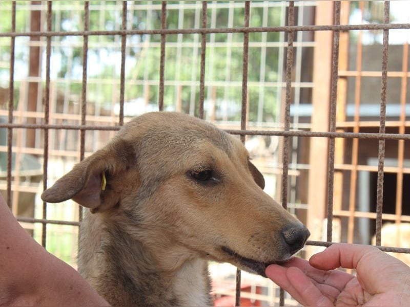 ♥QUERIDO♥ wunderschöner, zarter, etwas zurückhaltender Schatz 49 cm