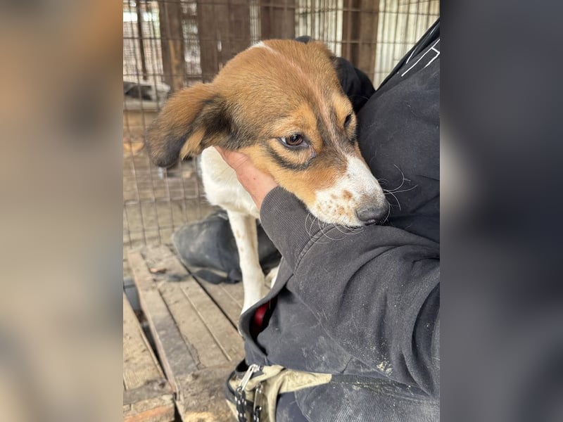 ♥SIDNEY♥ neu auf Pflegestelle bei Leverkusen -zuckersüße, verspielte, ausgeglichene Juniorin 49 cm