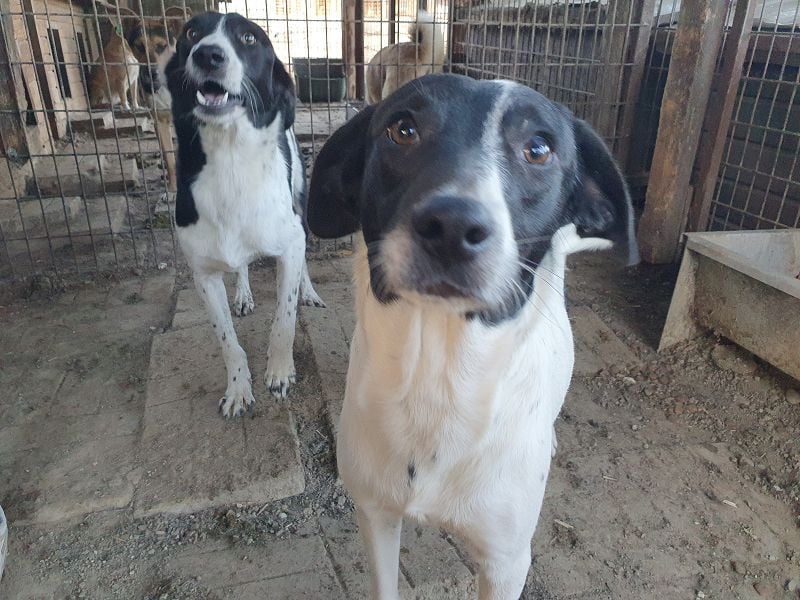 ♥SIMON♥ sehr menschenbezogener, hübscher Junghund, der als Familienhund geeignet ist 45 cm