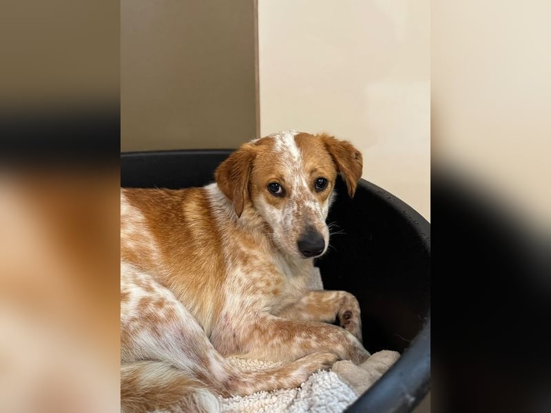 ♥LUZ♥ neu auf Pflegestelle bei Köln - süße, wunderschöne, noch zurückhaltende Junghündin 41 cm