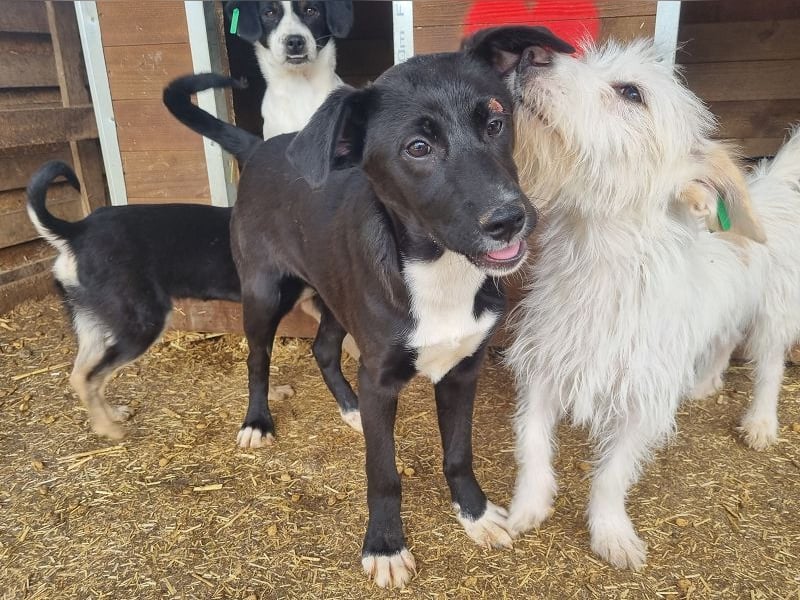 ♥ALBIE♥ wunderschöner, fröhlicher, verschmuster Sonnenschein
