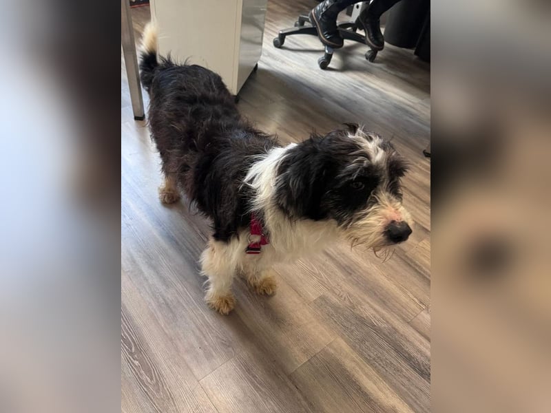 ♥OLE♥ neu auf Pflegestelle bei Köln - süßer, unkomplizierter, lieber Rüde mit tollem Charakter 45cm