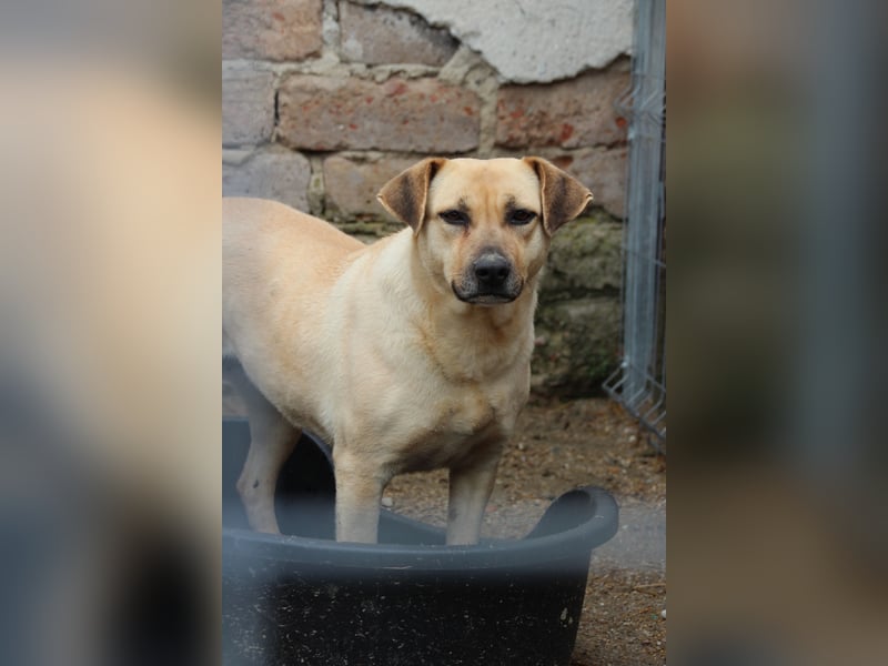 ⭐️MELINA⭐️ verschmuste Hündin, 4 Jahre, 48 cm, Mischling, Tierschutz Rumänien
