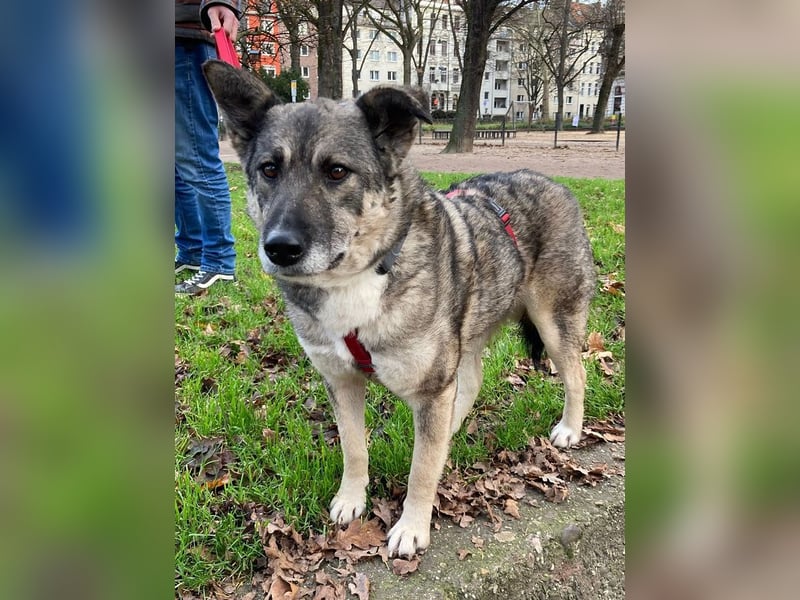 ♥LONKA♥ auf Pflegestelle in Köln - wunderschöne, verschmuste Hündin 42 cm