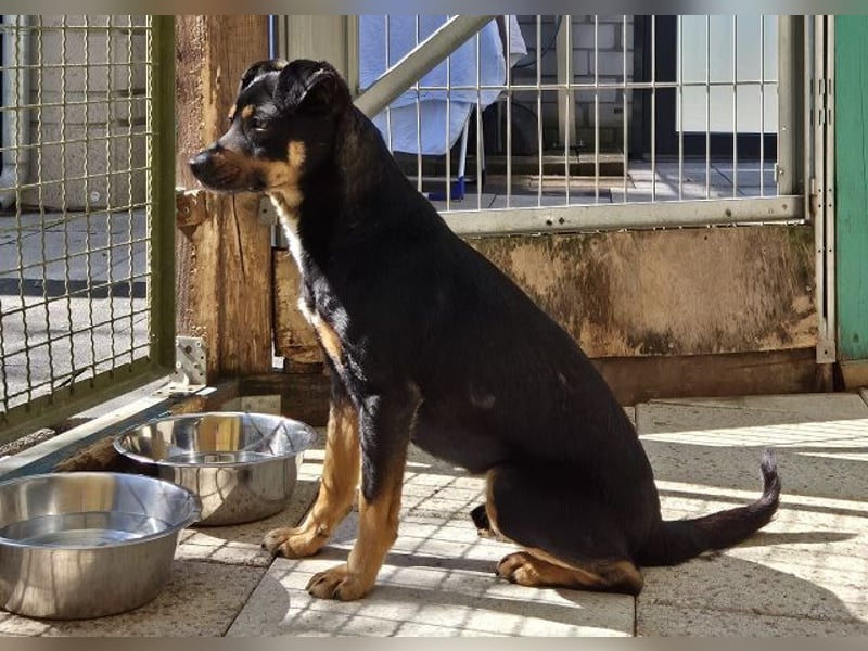 ♥OLIVER♥ neu auf Pflegestelle bei Köln - süßer, zutraulicher kleiner Rüde 42 cm