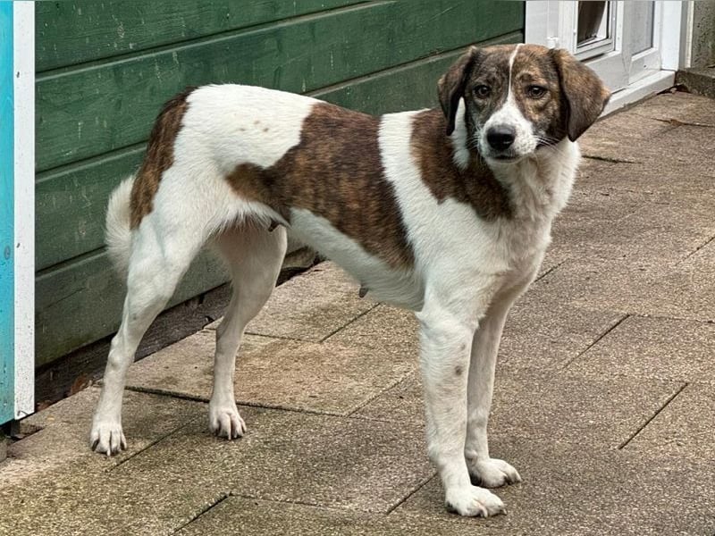 ♥NORA♥ neu auf Pflegestelle bei Köln - hübsche, sanftmütige, sensible Hündin 48 cm