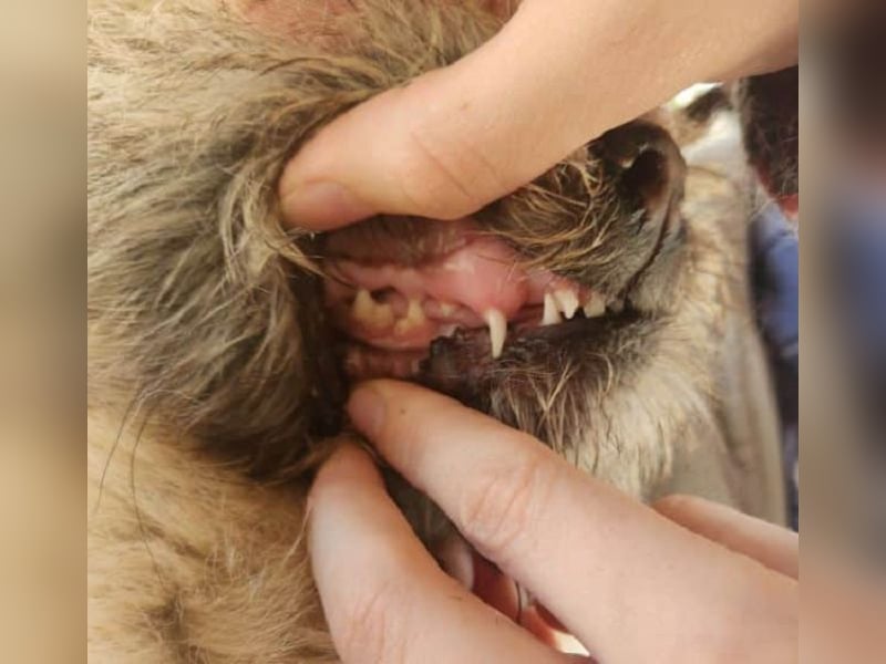 ♥NICK♥ zuckersüßer, zutraulicher Junghund, der aussieht wie ein Teddybär - mittelgroß