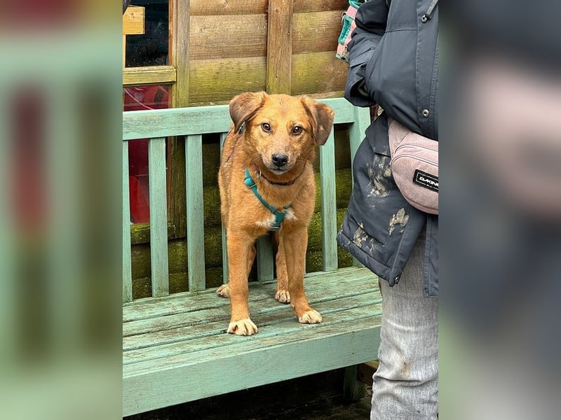 ♥BECKY♥ auf Pflegestelle in Köln - zuckersüße, hübsche, noch vorsichtige Hündin 45cm