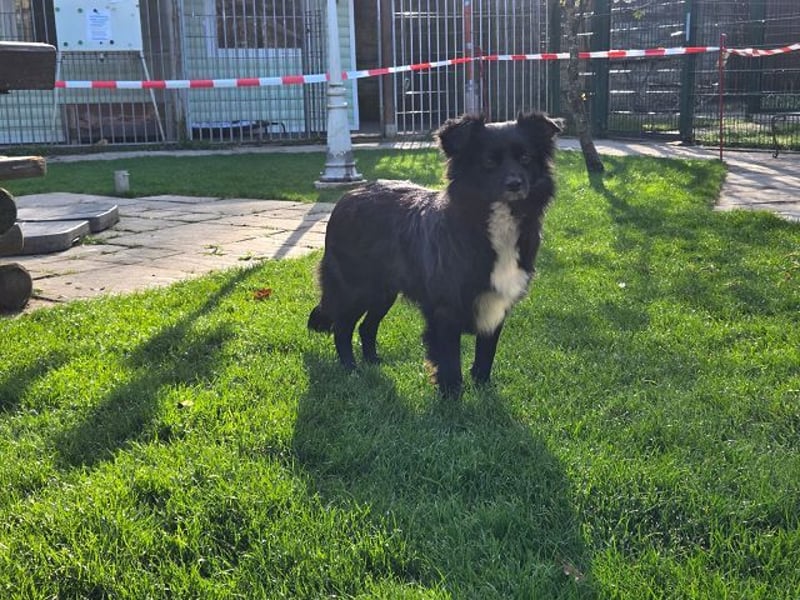 ♥ZELDA♥ neu auf Pflegestelle bei Köln - ganz niedliche, kleine, noch etwas unsichere Hündin 41cm