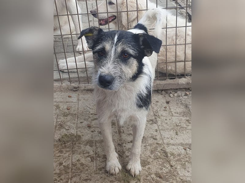 ♥FRIDO♥ süßer, hübscher, neugieriger Hundejunge mit terrierähnlichem Aussehen 49 cm