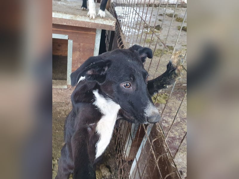 ♥MIRU♥ bezaubernder, lieber, zutraulicher, fröhlicher Jungrüde, der alles richtig machen möchte 47cm