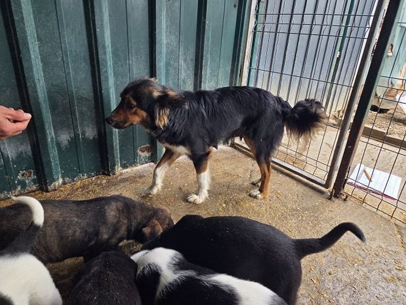 ♥SALOME♥ neu auf Pflegestelle bei Leverkusen - bildhübsche, sensible, kluge Hundemama 49cm