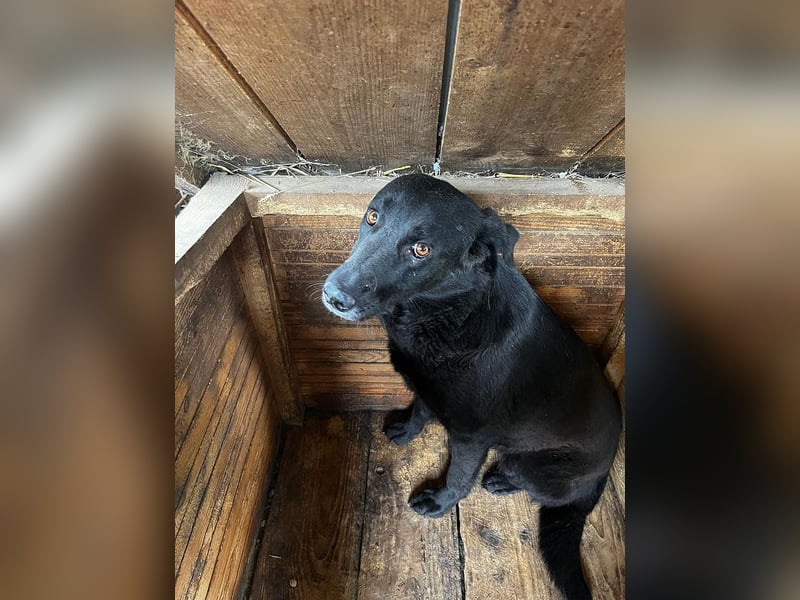 ♥ANNI♥ liebe, noch unsichere, hübsche schwarze Lady, die sicher schnell auftaut 45-50 cm