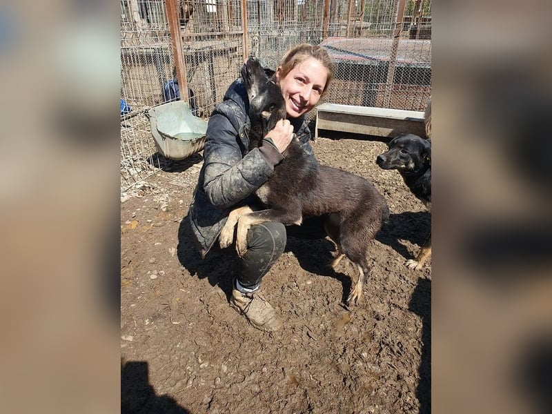 ♥SAFARI♥ sehr menschenbezogener, verschmuster Schatz,der so gar nichts im Tierheim verloren hat 49cm