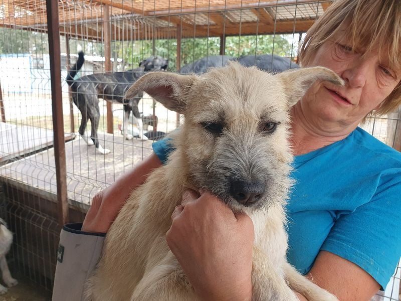 ♥NETTY♥ hübsche, verspielte, menschenbezogene, lebensfrohe Junghündin 45 cm