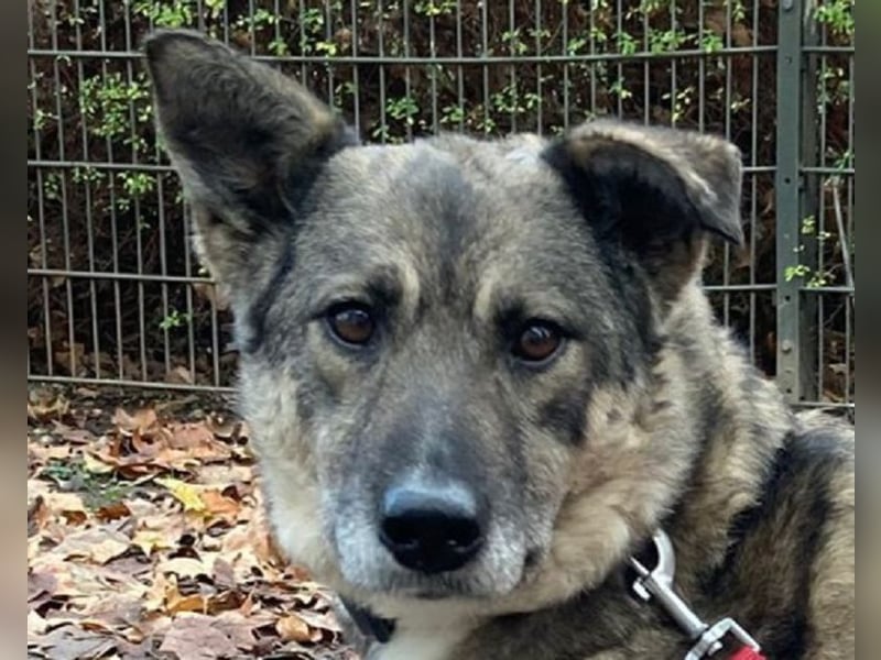 ♥LONKA♥ auf Pflegestelle in Köln - wunderschöne, verschmuste Hündin 42 cm