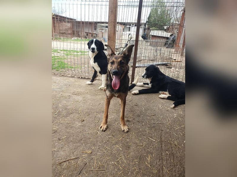 ♥DANA♥ sehr zutrauliche, aktive, schlanke Junghündin, die sich sehr nach Zuneigung sehnt 48 cm