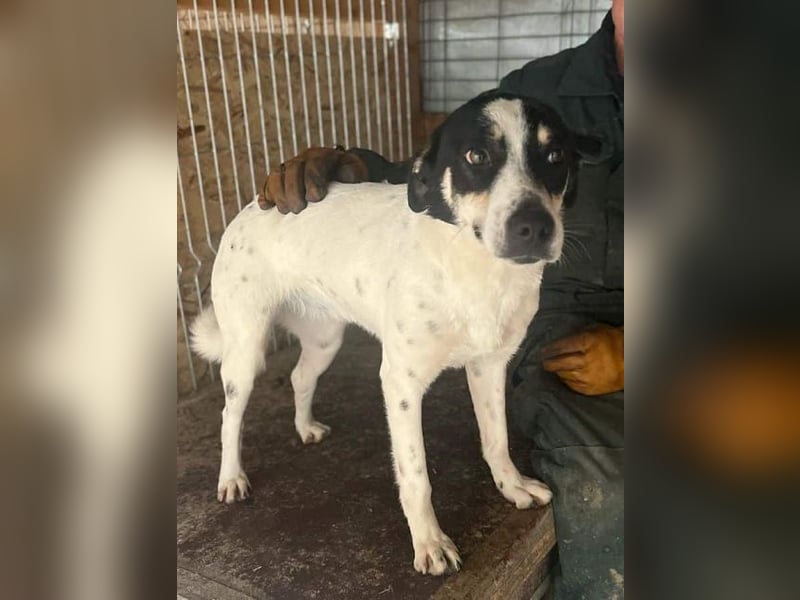 ♥ANIKA♥ zauberhafte, total menschenbezogene, zarte Hündin mit der handlichen Größe von 45 cm