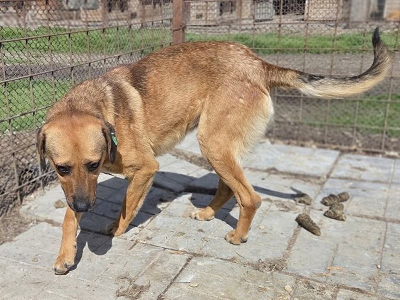 ♥FABIO♥ wunderschöner, aufgeweckter, ganz menschenbezogener Jungspund 49 cm