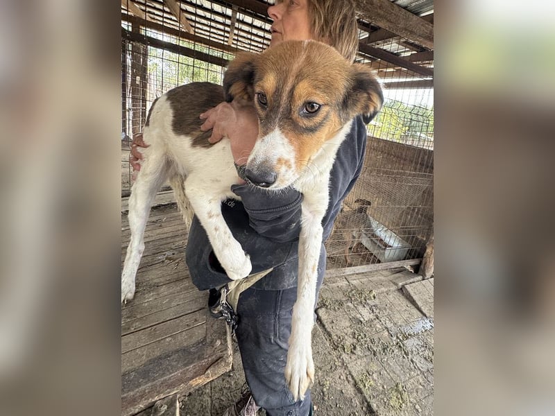 ♥SIDNEY♥ neu auf Pflegestelle bei Leverkusen -zuckersüße, verspielte, ausgeglichene Juniorin 49 cm