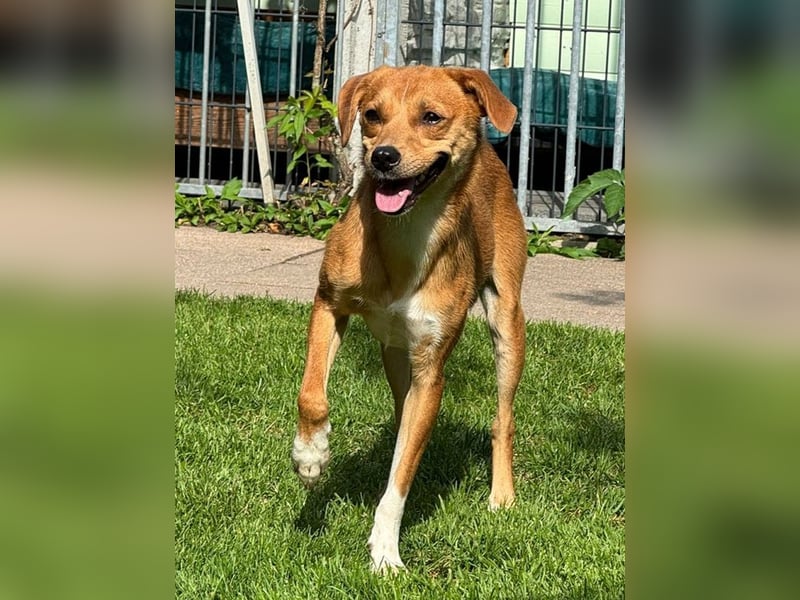 ♥PUMUCKL♥ auf Pflegestelle in Köln - zuckersüßer, sanfter, noch etwas unsicherer Junghund 41 cm