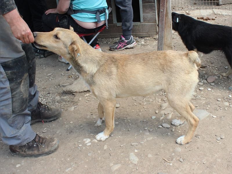 ♥QUERIDO♥ wunderschöner, zarter, etwas zurückhaltender Schatz 49 cm