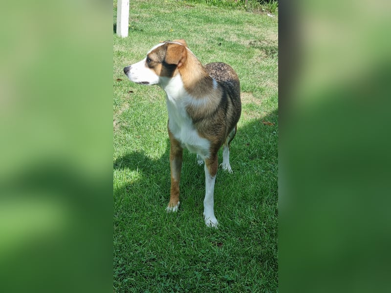 FELIPA, superlieber Sonnenschein, Pflegestelle Hennef, 44 cm, Tierschutz Rumänien