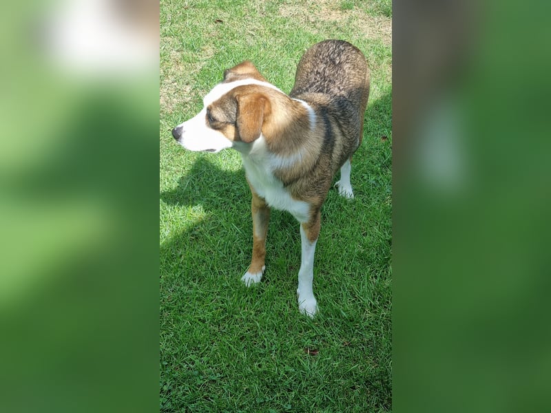 FELIPA, superlieber Sonnenschein, Pflegestelle Hennef, 44 cm, Tierschutz Rumänien