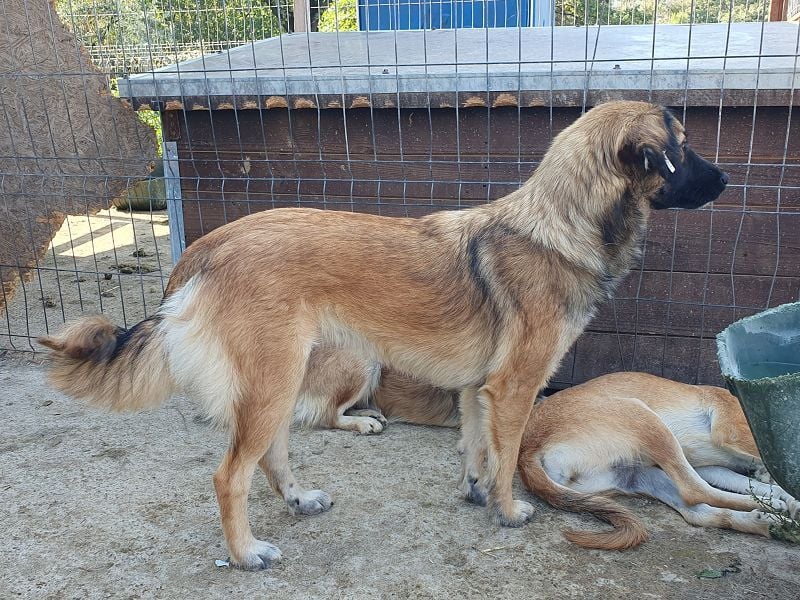 ♥KIKI♥ sanfte, ganz liebe, feinfühlige und nie aufdringliche Junghündin mit ganz weichem Fell 50 cm