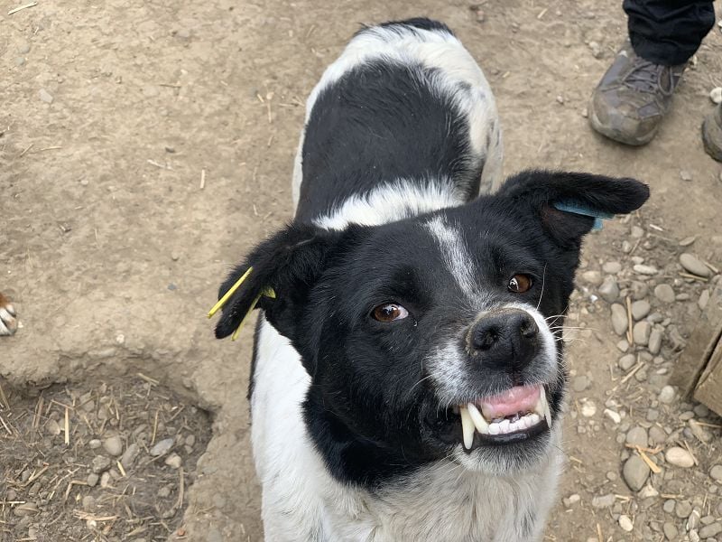 ♥ANGEL♥ so menschenbezogene, liebesbedürftige Hündin,die sich verzweifelt nach Zuneigung sehnt 46cm