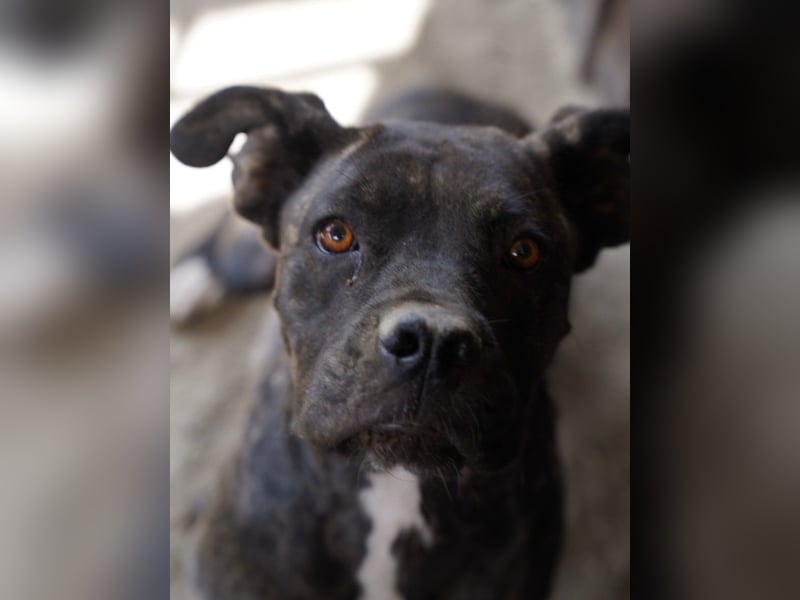⭐️Alba⭐️, Knutschkugel, Cane-Corso-Mix, 49 cm, 1 Jahr, Tierschutz Rumänien